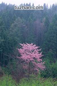 海布凯赫者，特兰米尔锡提之战未了